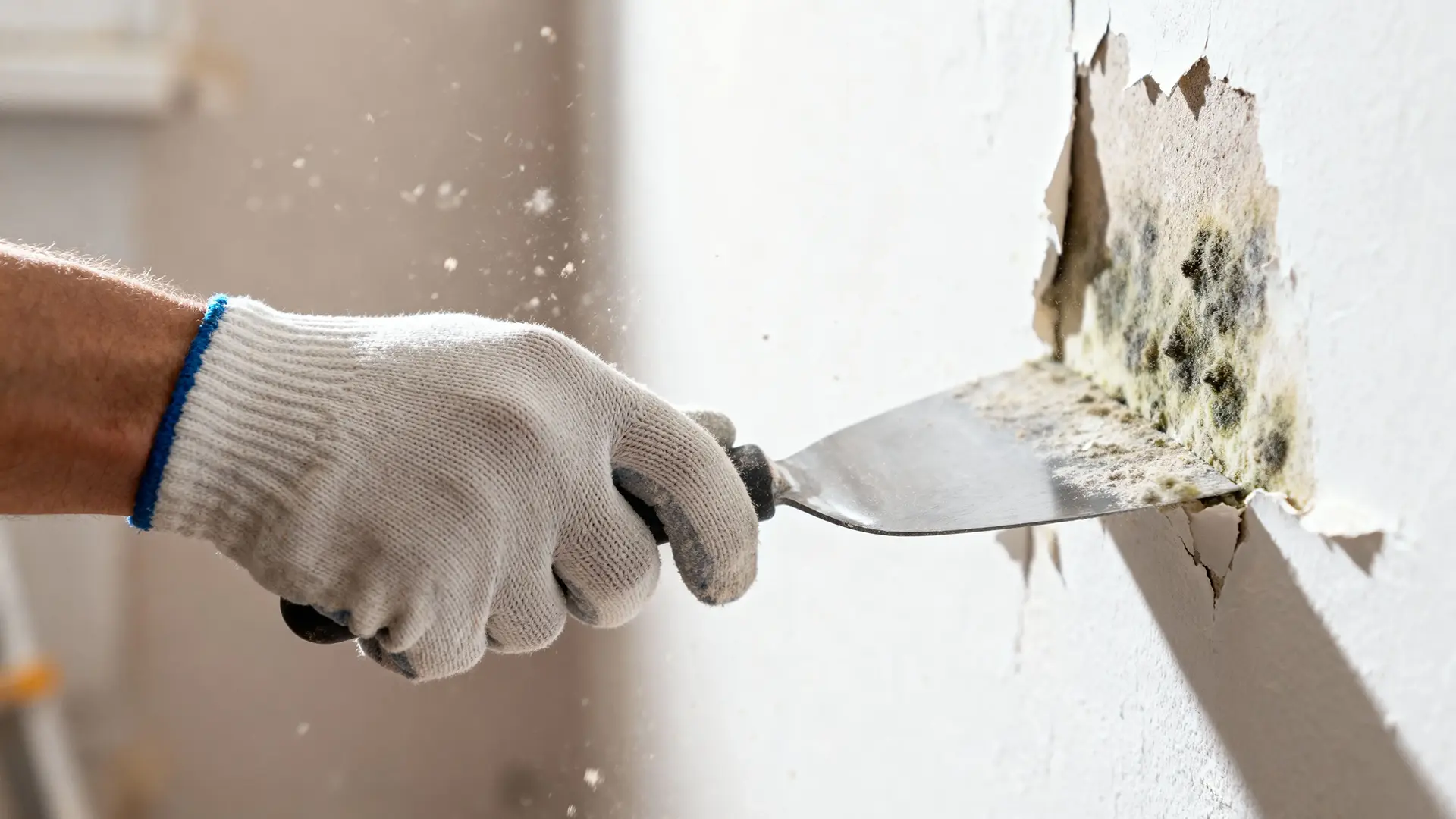 how mold growth is linked